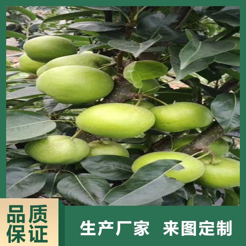 梨树北美冬青用品质说话