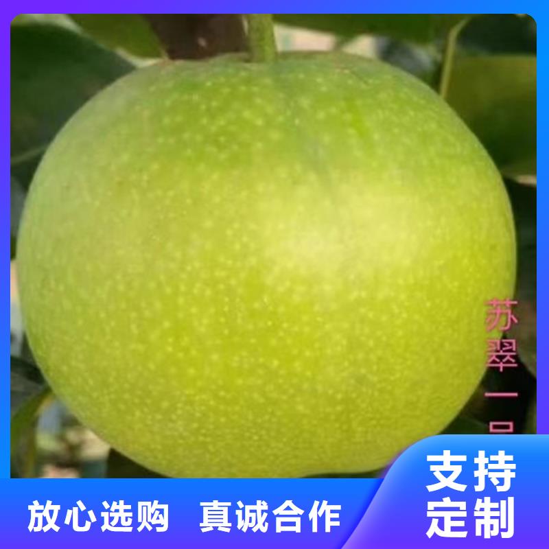 【梨树苹果苗货源充足】