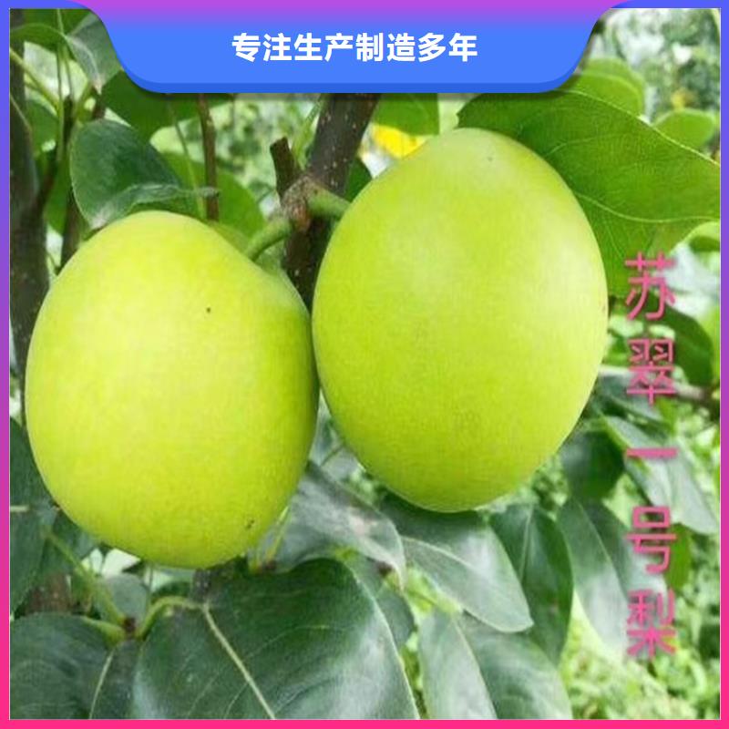 梨树_樱桃苗海量现货直销