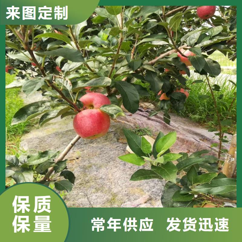 三红梨树苗量大从优