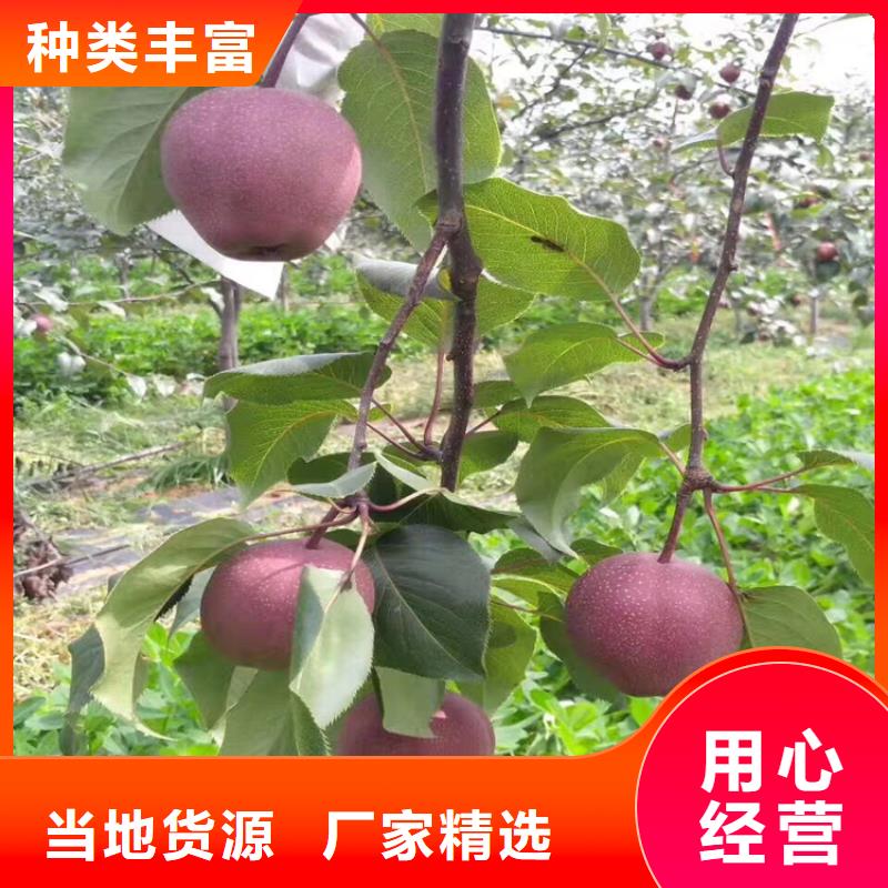 彩虹梨树苗根系发达