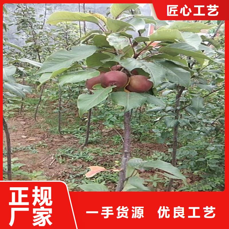 早酥红梨苗育苗基地
