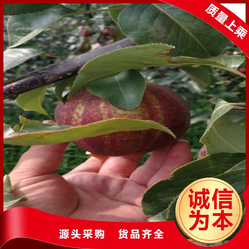 梨树_樱桃苗海量现货直销