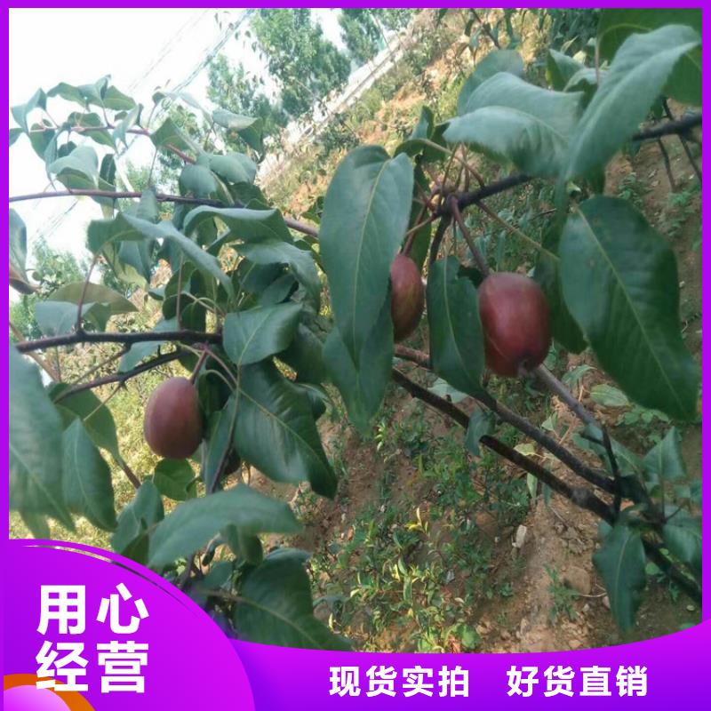 红梨树苗育苗基地
