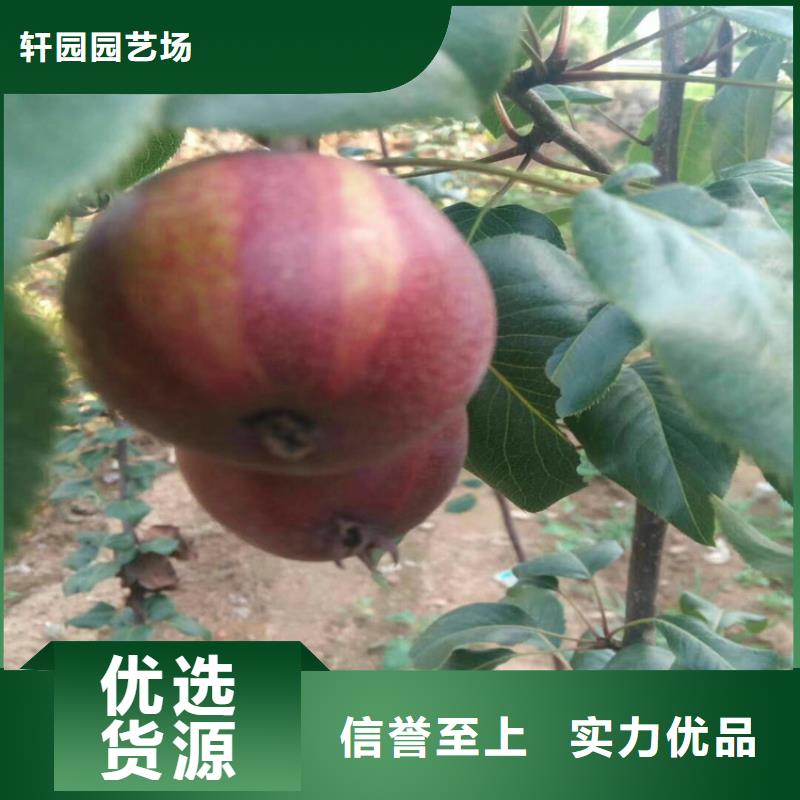 梨树_草莓苗本地配送