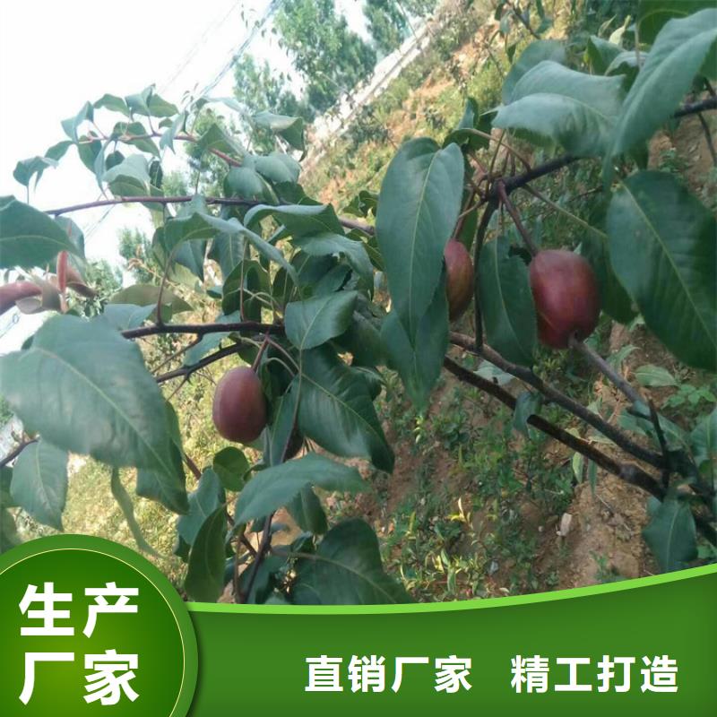 红梨树苗育苗基地