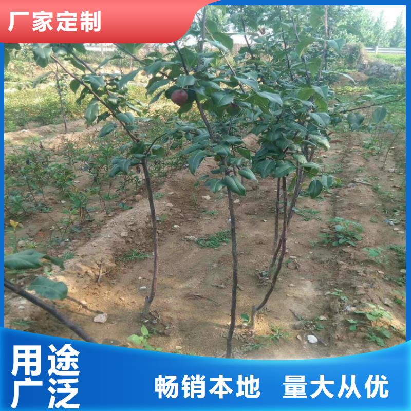 秋月梨树苗量多优惠