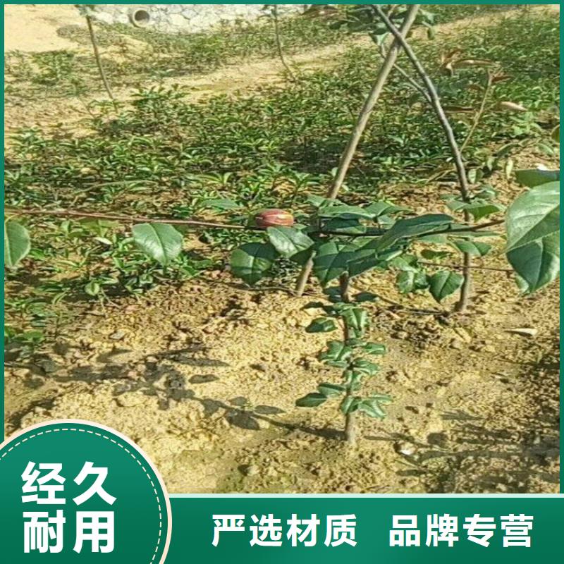 梨树_樱桃苗海量现货直销