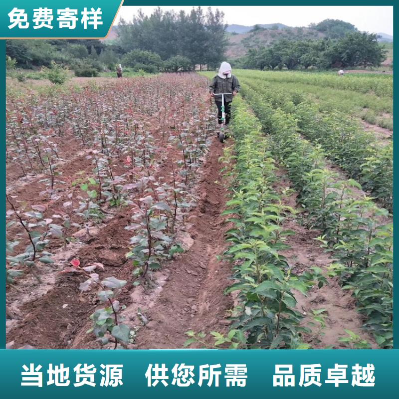 【梨树苹果苗货源充足】