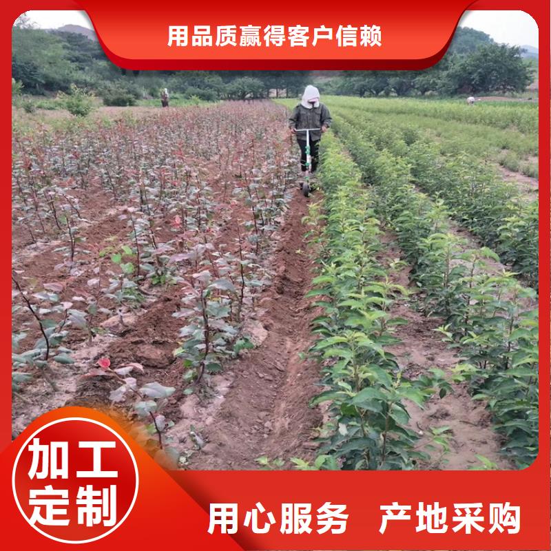红梨苗量多优惠