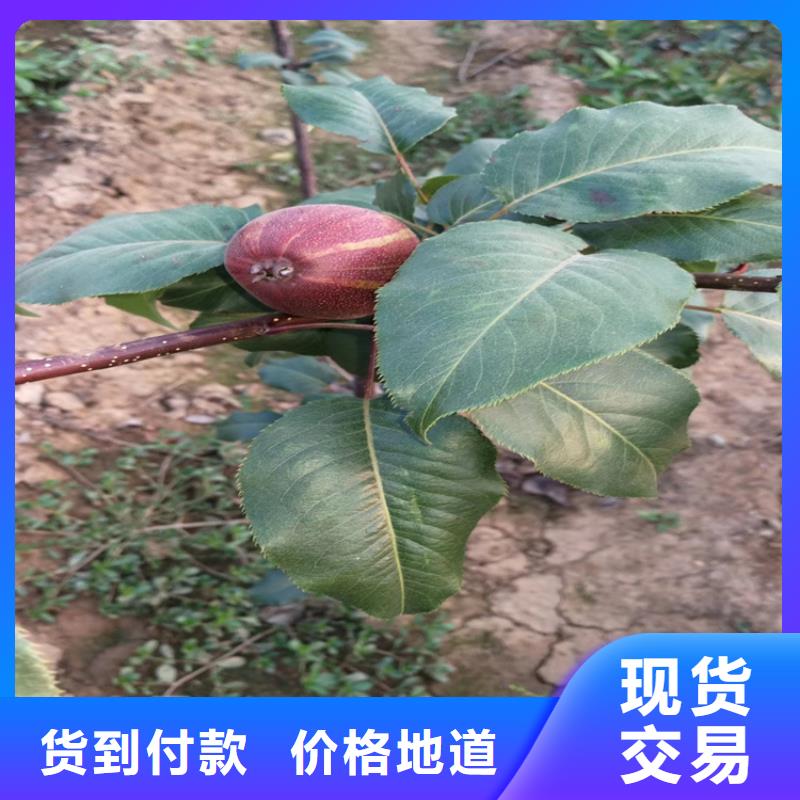 梨树_樱桃苗海量现货直销