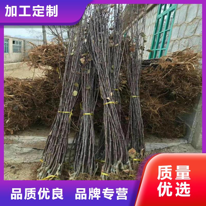 三红梨树苗量大从优