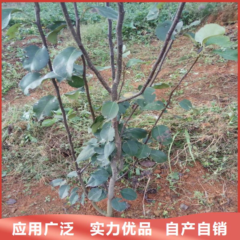 【梨树草莓苗品质做服务】