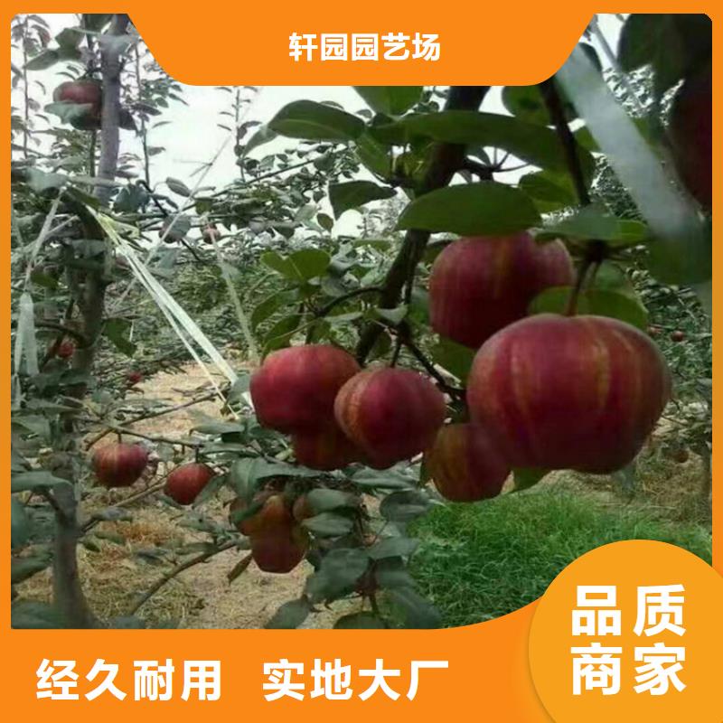 梨树苗大棚种植