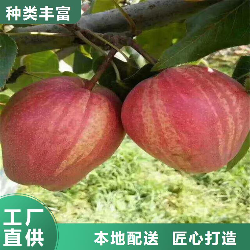 梨树苗大棚种植