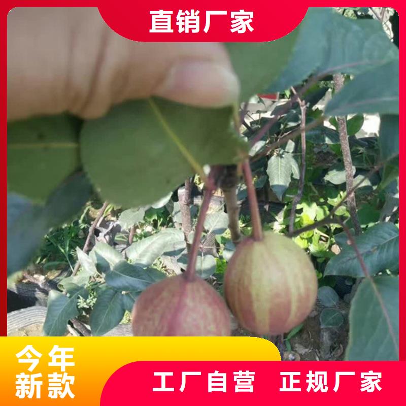 梨苗当年结果树
