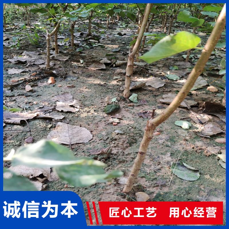 梨树_苹果苗实拍展现