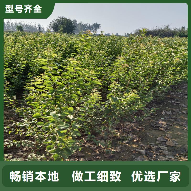 秋月梨树苗嫁接方法及时间