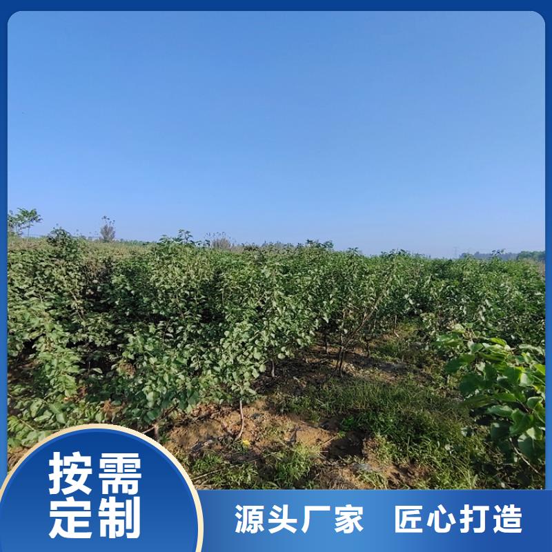 梨树_草莓苗本地配送