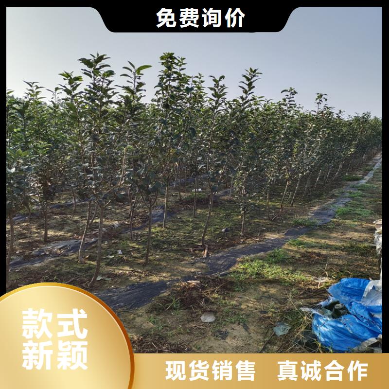 梨树北美冬青用品质说话