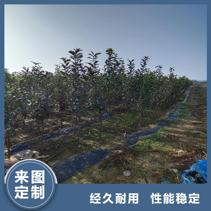 梨树_樱桃苗海量现货直销