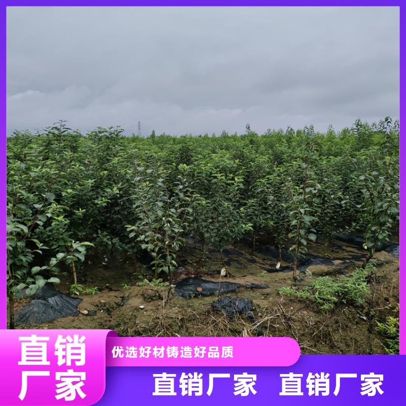 【梨树樱桃苗制造厂家】