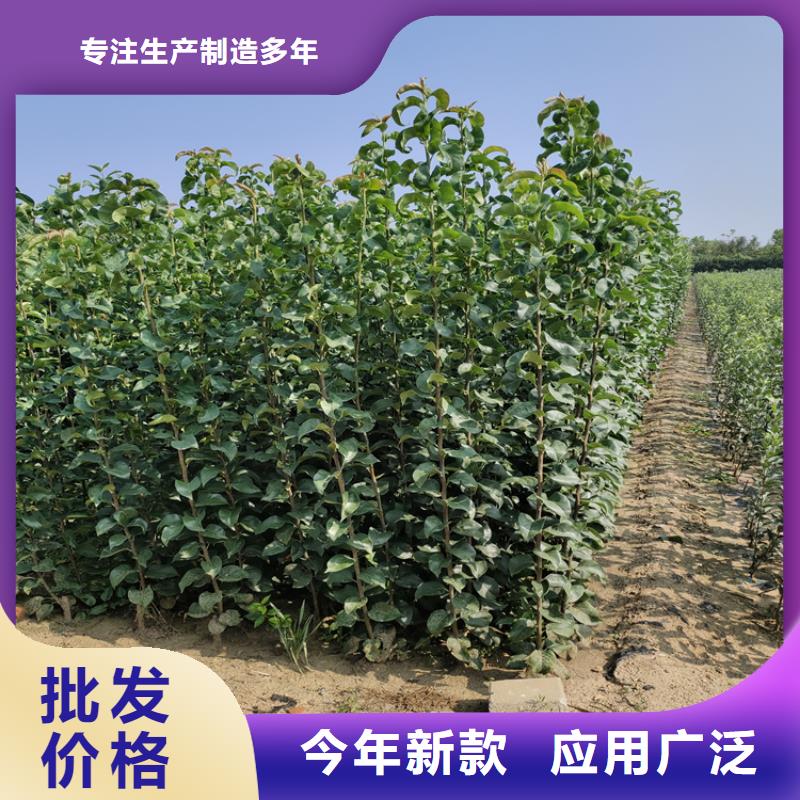 秋月梨树苗量多优惠