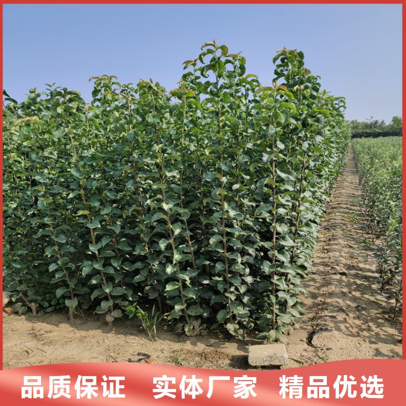 三红梨树苗量大从优