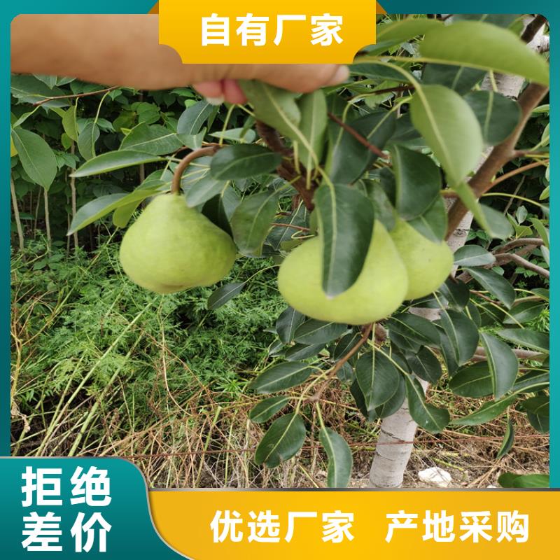 梨树_梨树苗实体厂家大量现货