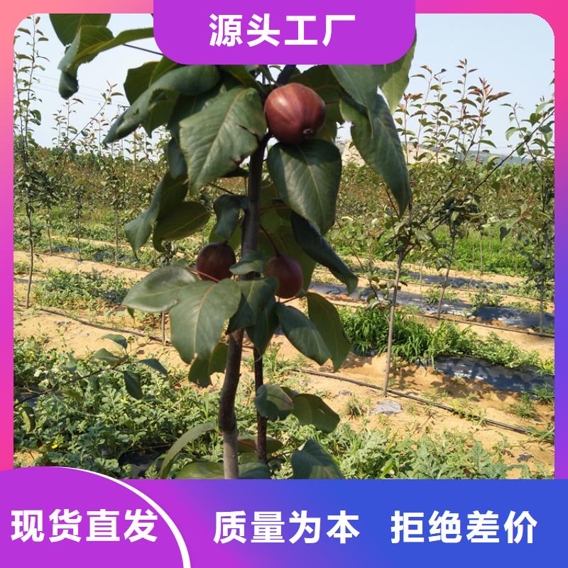秋月梨树苗量多优惠