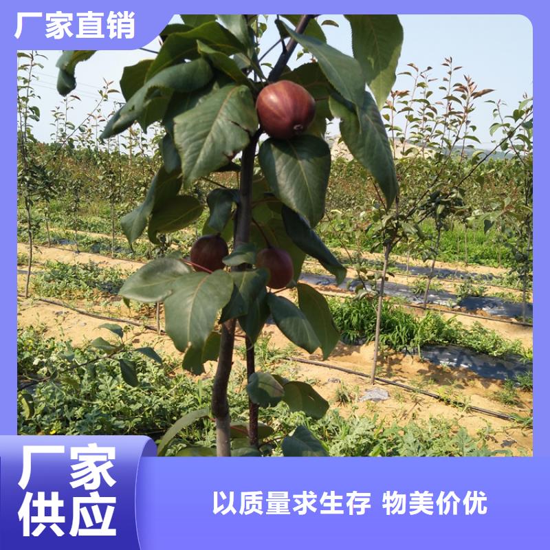 梨树樱桃苗品质服务