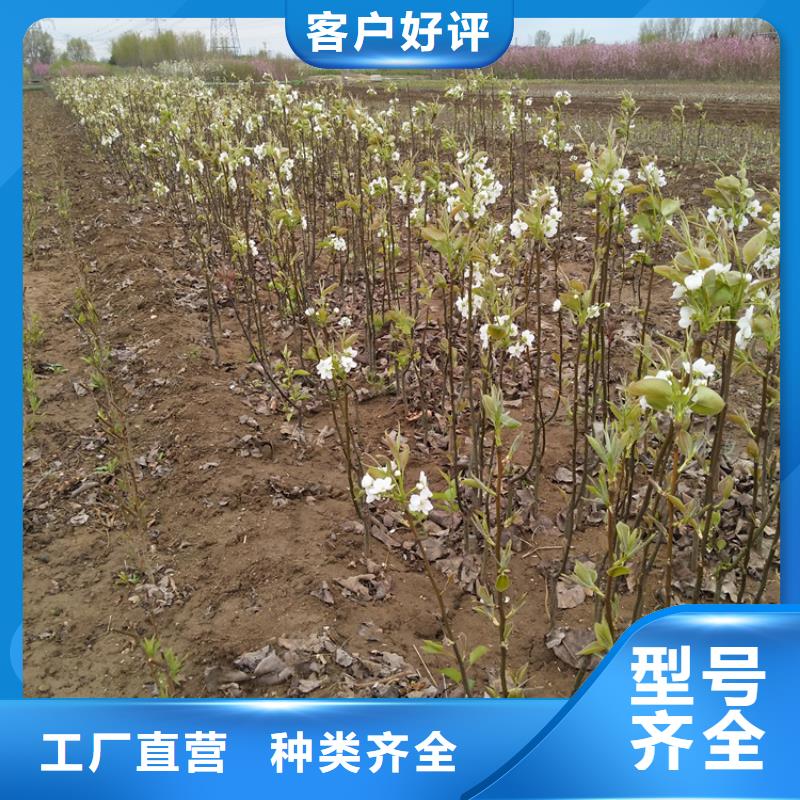 梨树樱桃苗品质服务