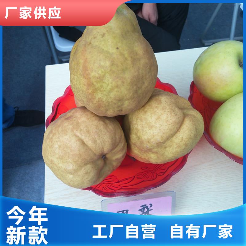 【梨树樱桃苗制造厂家】