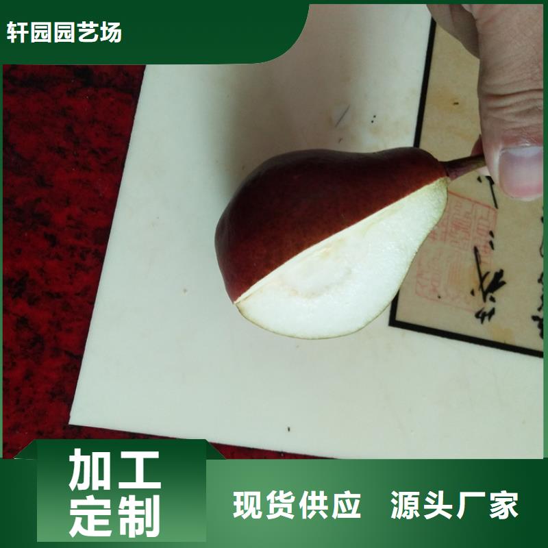 红梨树苗产量多少