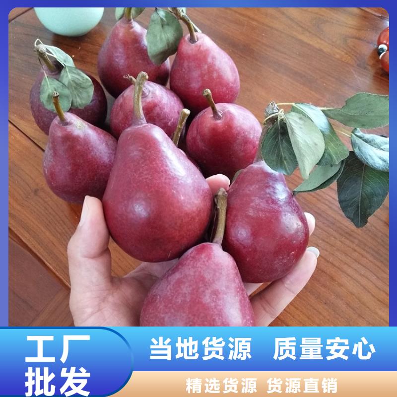 秋月梨树苗嫁接方法及时间