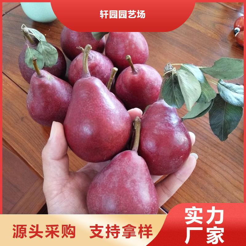 梨树苹果苗严谨工艺
