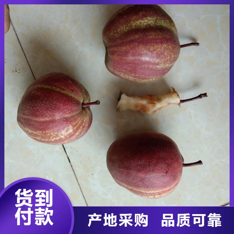三红梨树苗批发零售