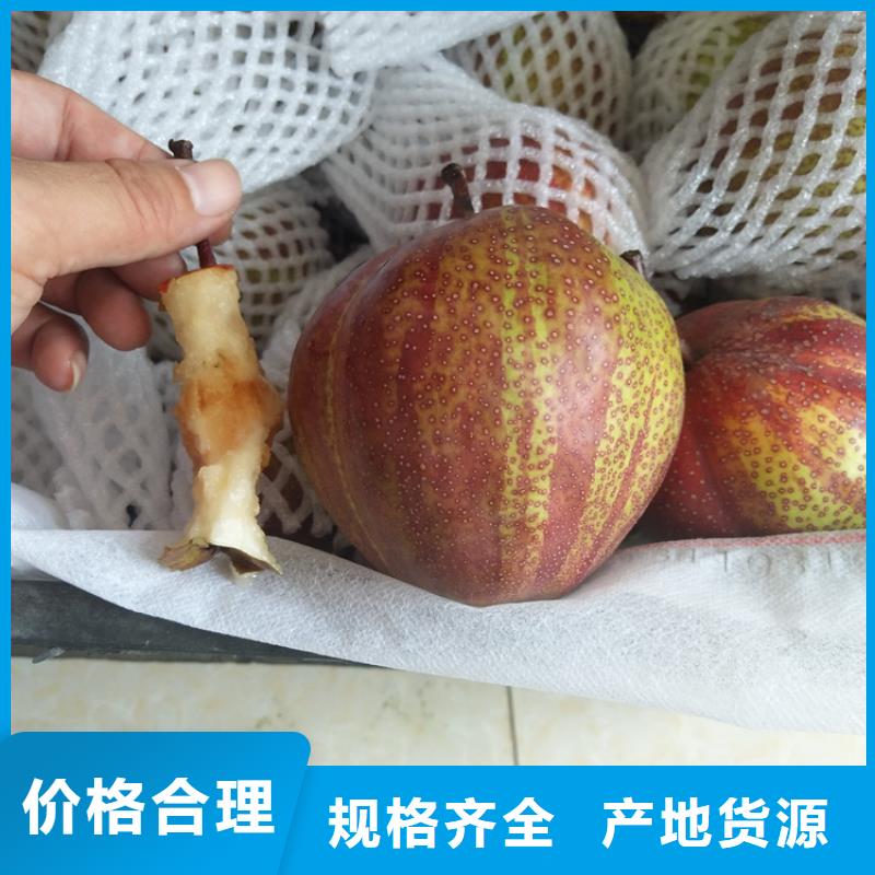 梨树北美冬青用品质说话