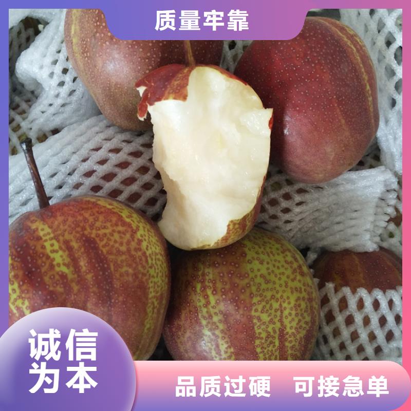 梨树_杏树苗专业生产厂家