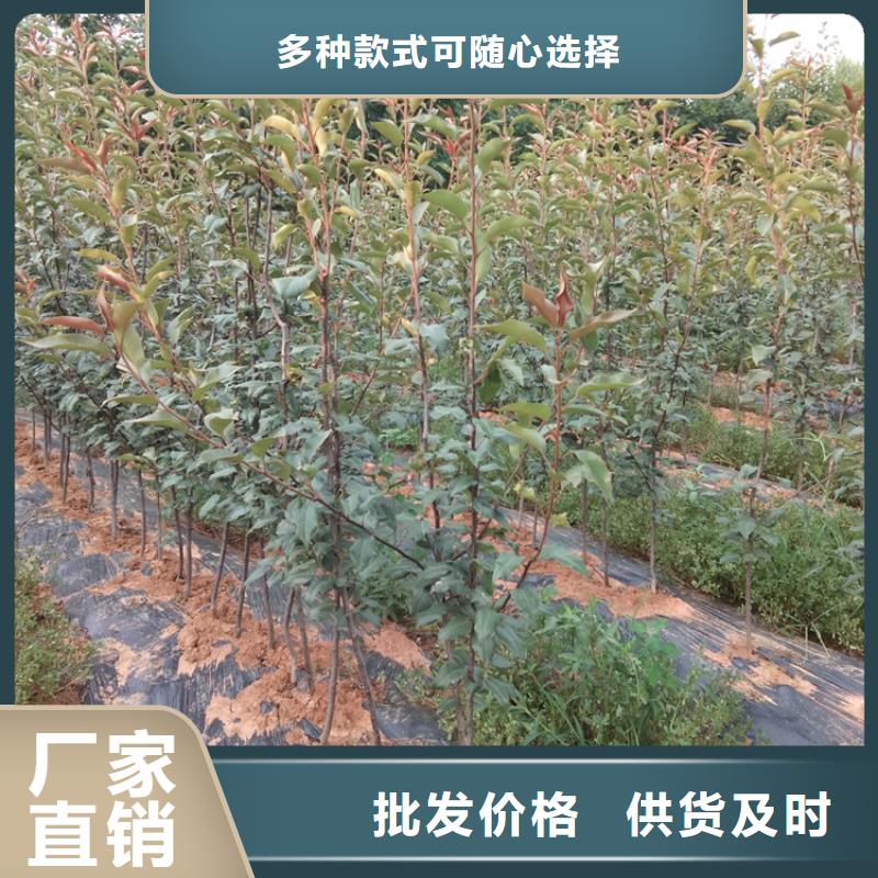 梨苗当年结果树