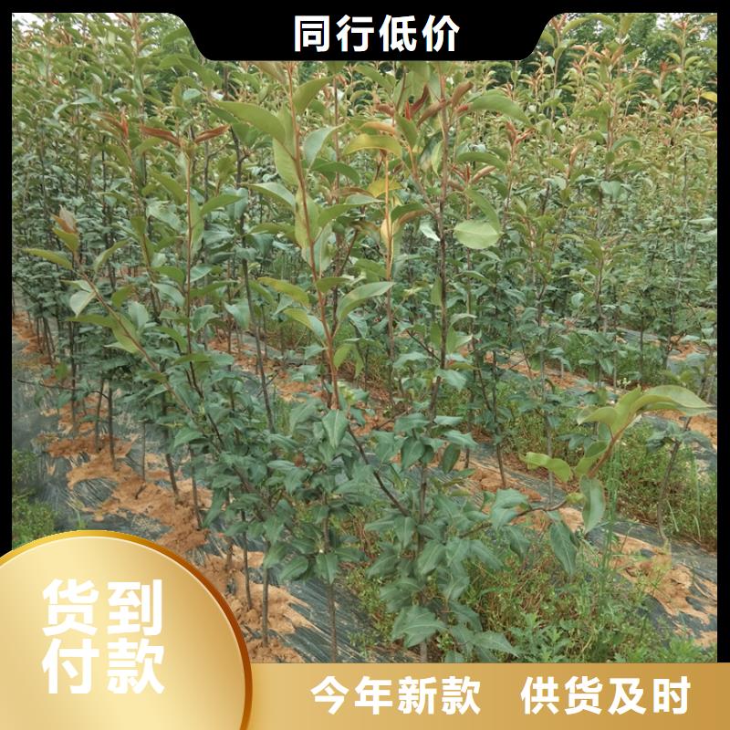 【梨树樱桃苗制造厂家】