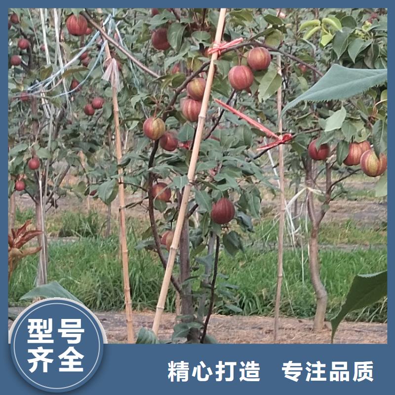 梨树_樱桃苗海量现货直销