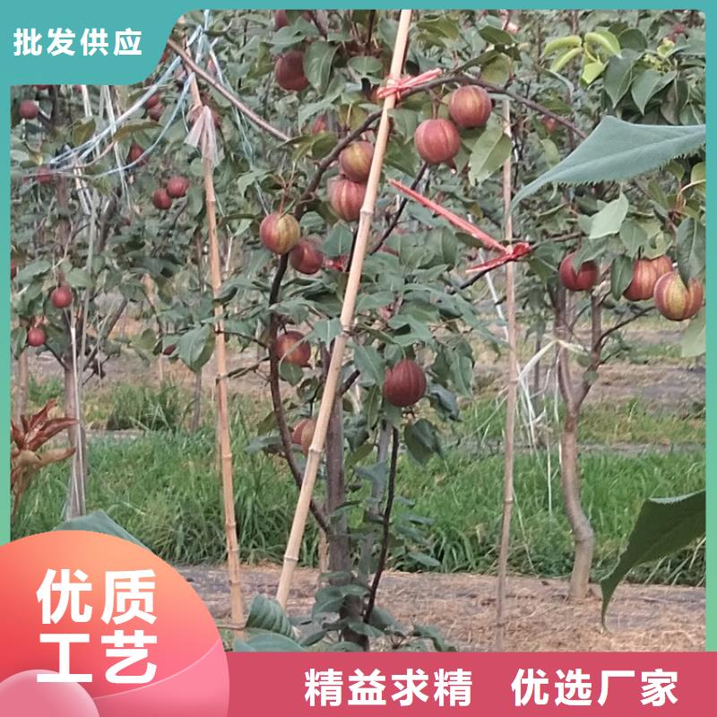 彩虹梨树苗采摘园