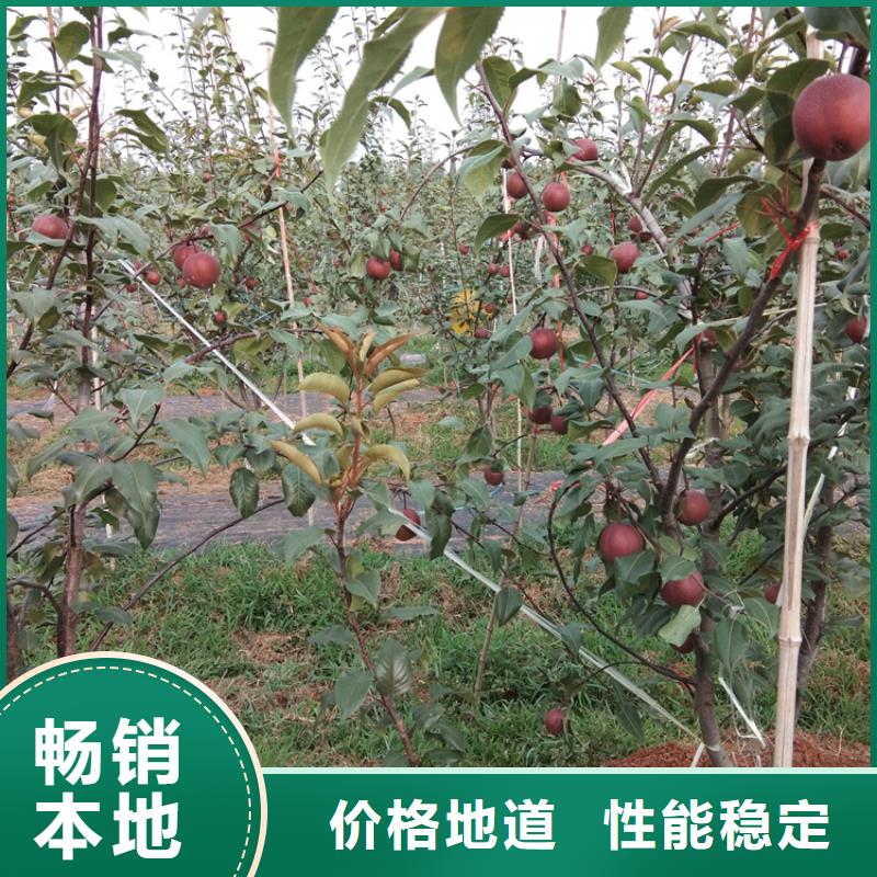 秋月梨树苗嫁接方法及时间