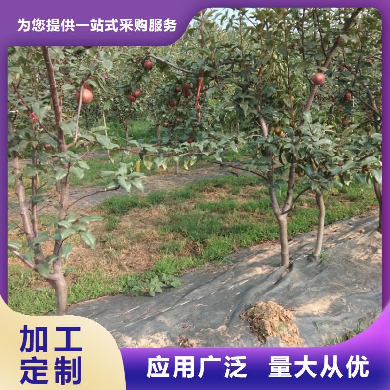 梨树_梨树苗实体厂家大量现货