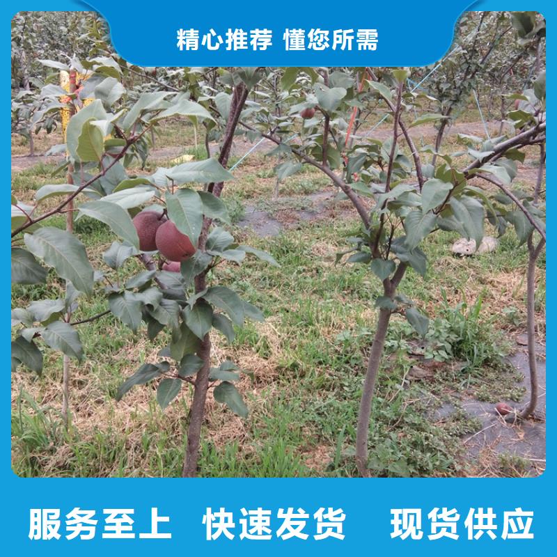 梨苗当年结果树