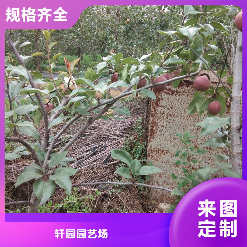 秋月梨树苗量多优惠