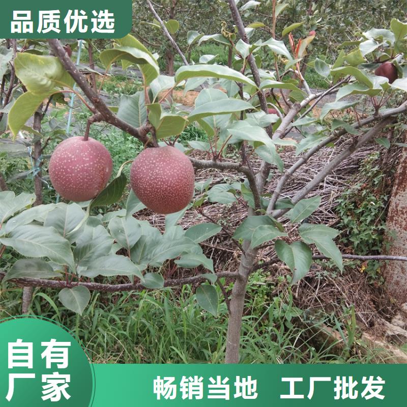 嫁接梨树苗育苗基地
