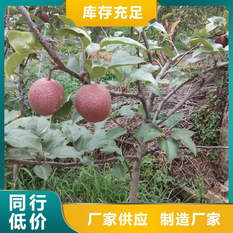梨树_樱桃苗海量现货直销