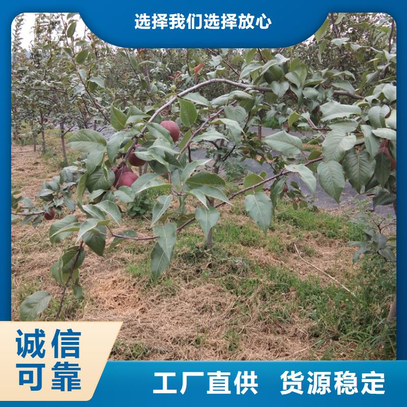 红梨树苗育苗基地